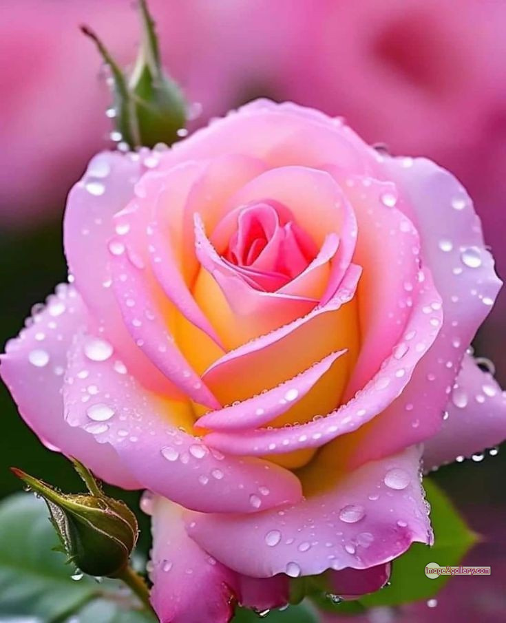 3300+ Beautiful Rose Flowers Image | Rose Flower HD Pic Download | 1702 flowers and roses -(30)