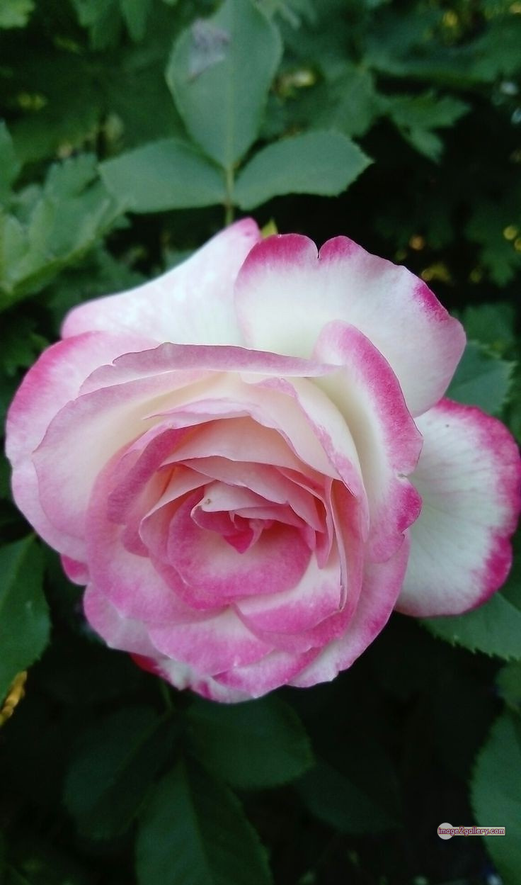 3300+ Beautiful Rose Flowers Image | Rose Flower HD Pic Download | 2186 flowers and roses -(31)