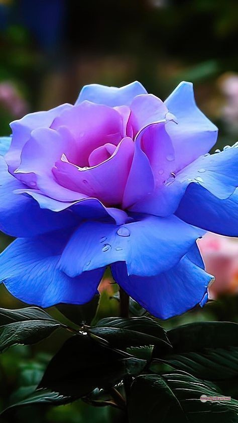 3300+ Beautiful Rose Flowers Image | Rose Flower HD Pic Download | 955 flowers and roses -(32)