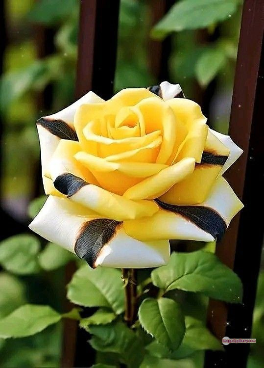 3300+ Beautiful Rose Flowers Image | Rose Flower HD Pic Download | 954 flowers and roses -(33)