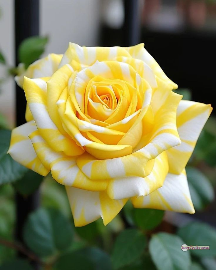 3300+ Beautiful Rose Flowers Image | Rose Flower HD Pic Download | 1460 flowers and roses -(34)