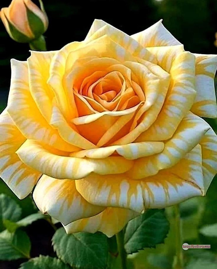 3300+ Beautiful Rose Flowers Image | Rose Flower HD Pic Download | 951 flowers and roses -(36)