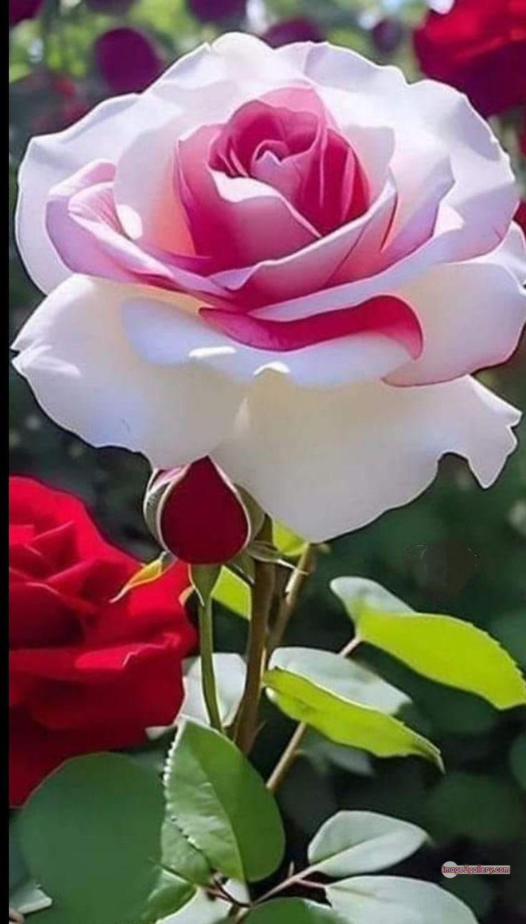 3300+ Beautiful Rose Flowers Image | Rose Flower HD Pic Download | 2189 flowers and roses -(37)
