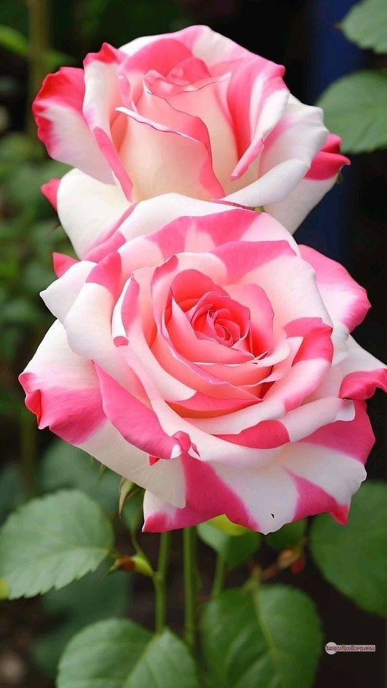 3300+ Beautiful Rose Flowers Image | Rose Flower HD Pic Download | 892 flowers and roses -(39)
