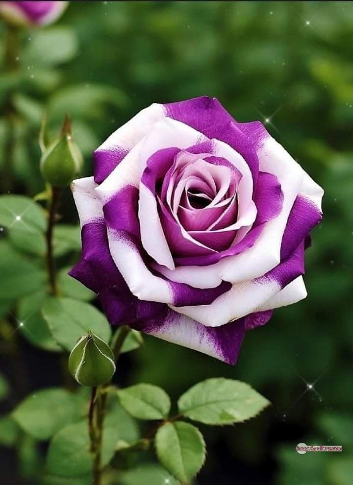 3300+ Beautiful Rose Flowers Image | Rose Flower HD Pic Download | 2187 flowers and roses -(40)