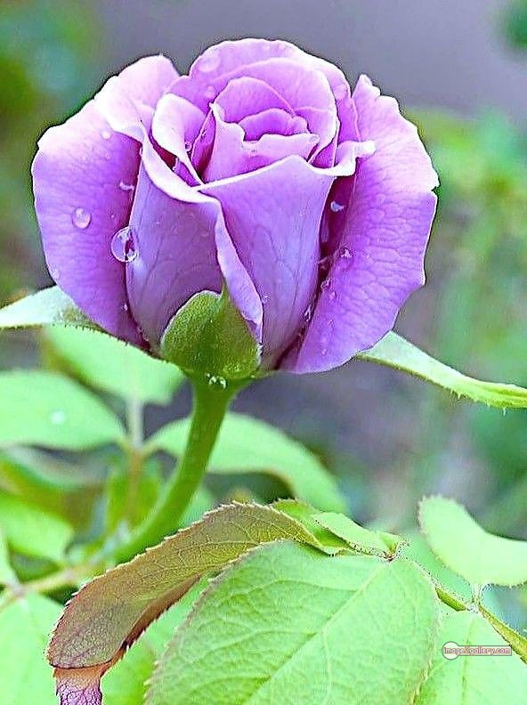 3300+ Beautiful Rose Flowers Image | Rose Flower HD Pic Download | 953 flowers and roses -(42)