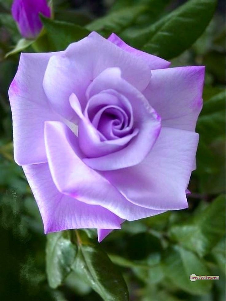 3300+ Beautiful Rose Flowers Image | Rose Flower HD Pic Download | 2188 flowers and roses -(43)