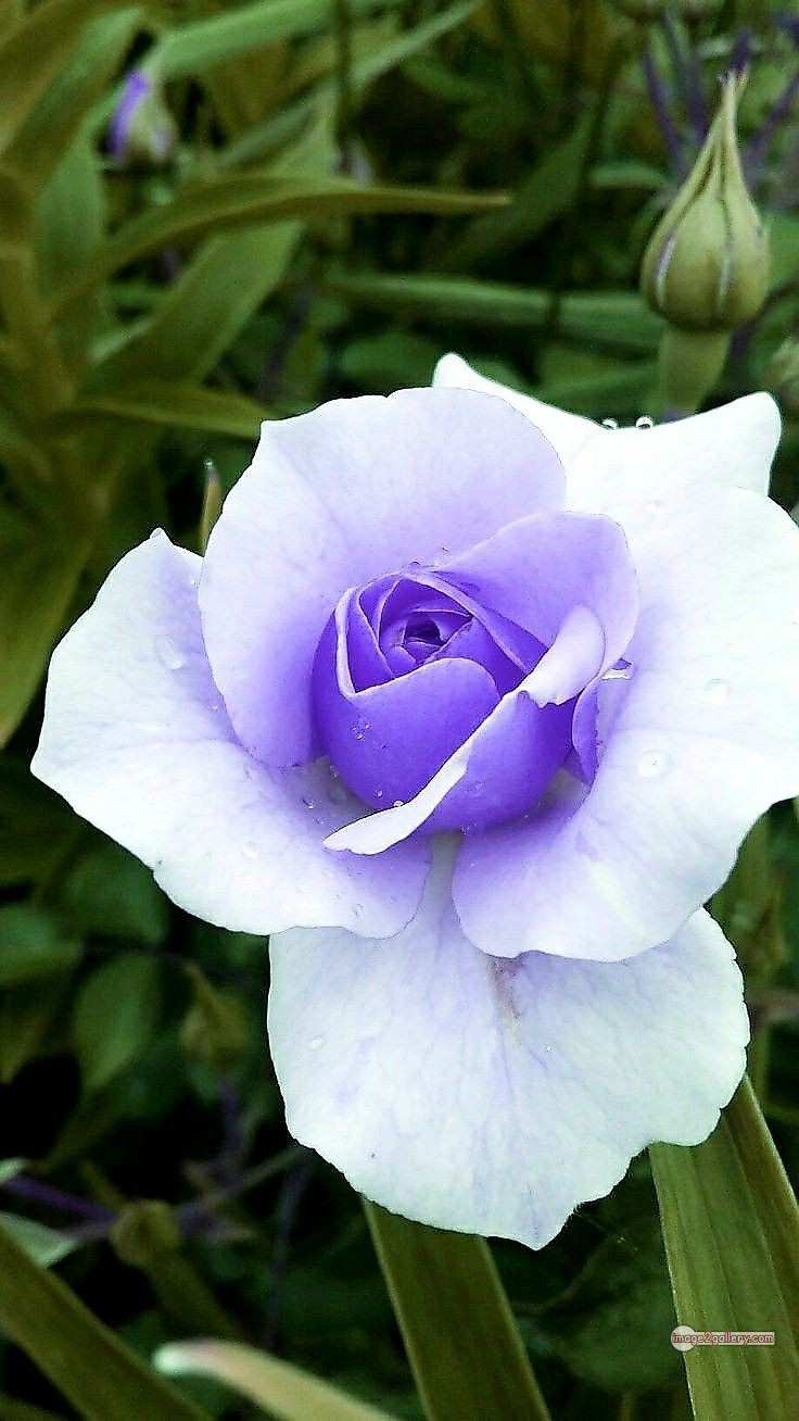 3300+ Beautiful Rose Flowers Image | Rose Flower HD Pic Download | 977 flowers and roses -(44)
