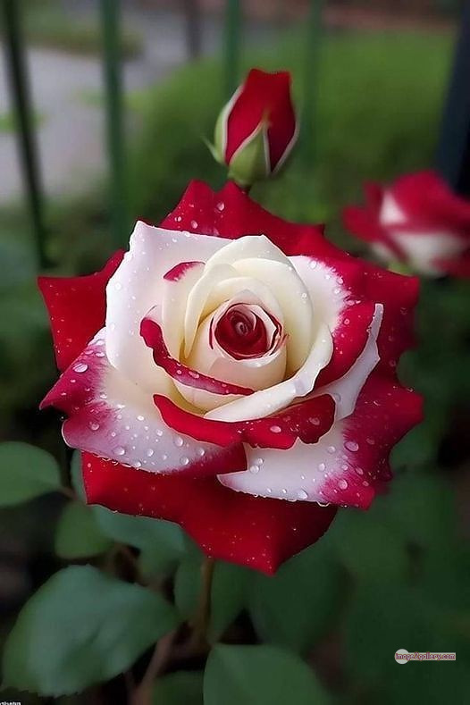 3300+ Beautiful Rose Flowers Image | Rose Flower HD Pic Download | 1530 flowers and roses -(45)