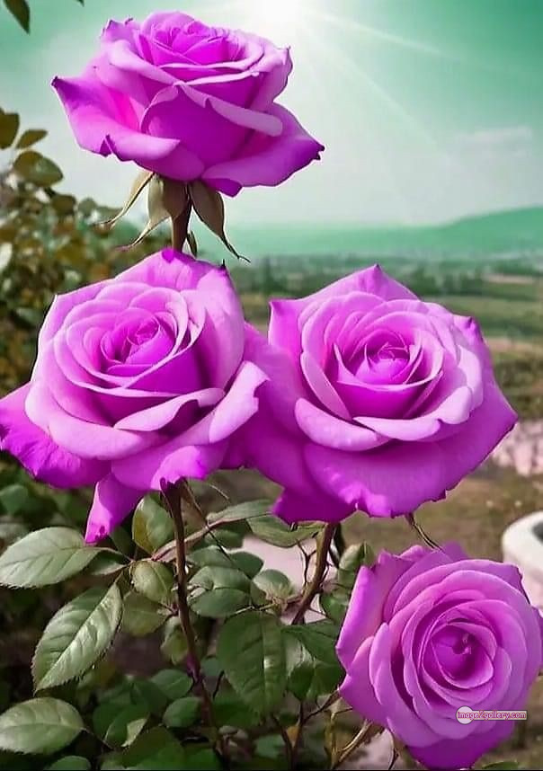 3300+ Beautiful Rose Flowers Image | Rose Flower HD Pic Download | 2473 flowers and roses -(49)