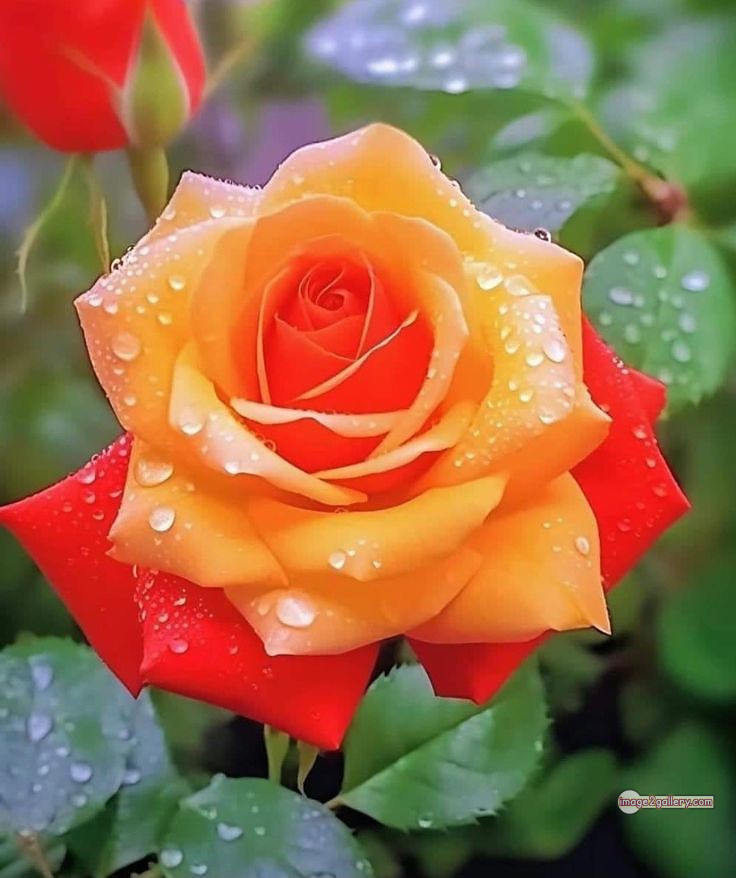3300+ Beautiful Rose Flowers Image | Rose Flower HD Pic Download | 891 flowers and roses -(50)