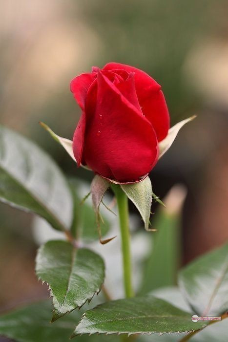 3300+ Beautiful Rose Flowers Image | Rose Flower HD Pic Download | 2474 flowers and roses -(51)