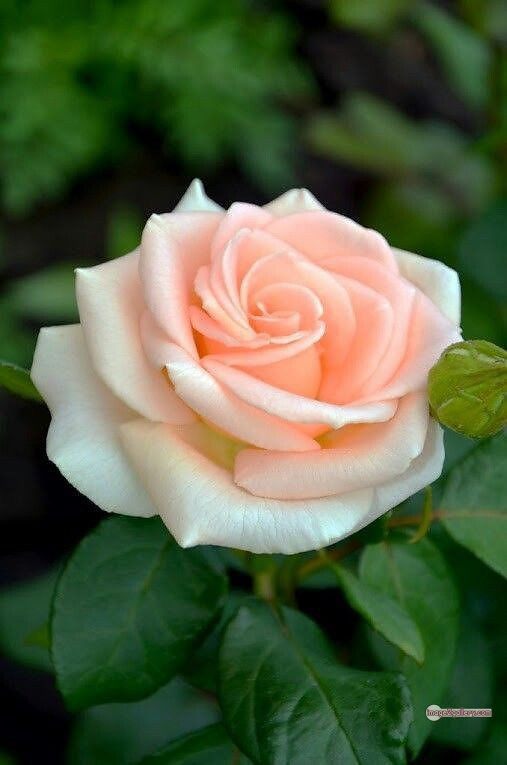 3300+ Beautiful Rose Flowers Image | Rose Flower HD Pic Download | 1630 flowers and roses -(52)