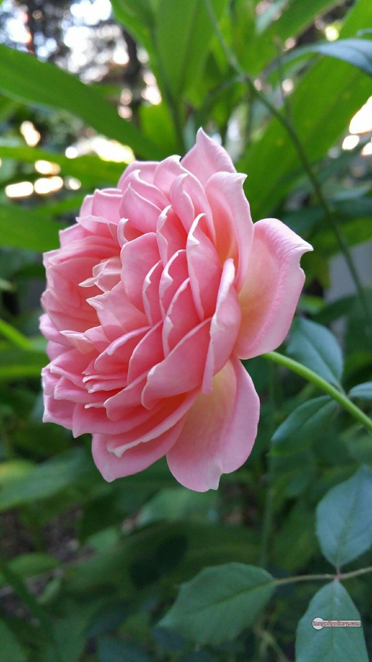 3300+ Beautiful Rose Flowers Image | Rose Flower HD Pic Download | 2477 flowers and roses -(53)