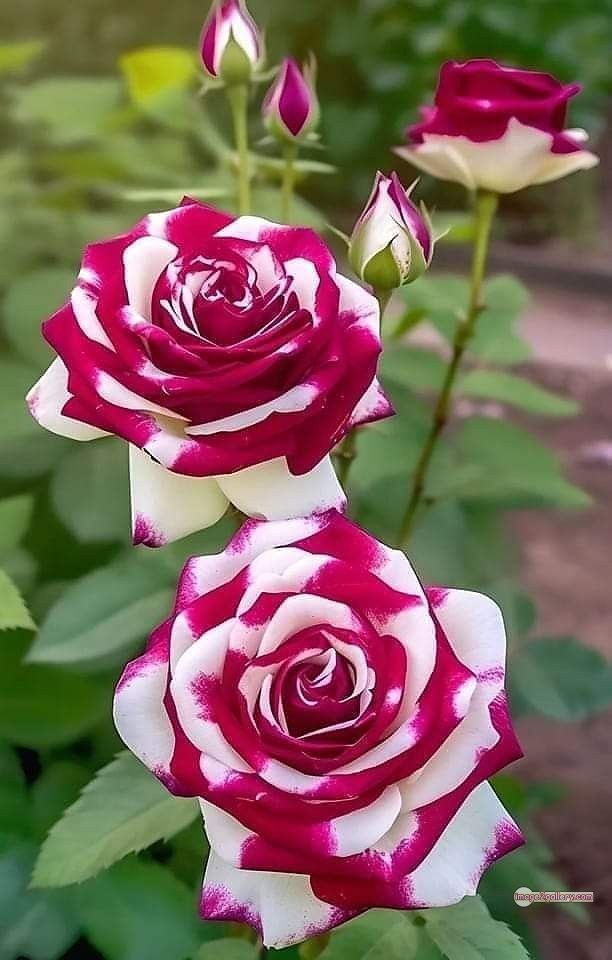 3300+ Beautiful Rose Flowers Image | Rose Flower HD Pic Download | 889 flowers and roses -(54)