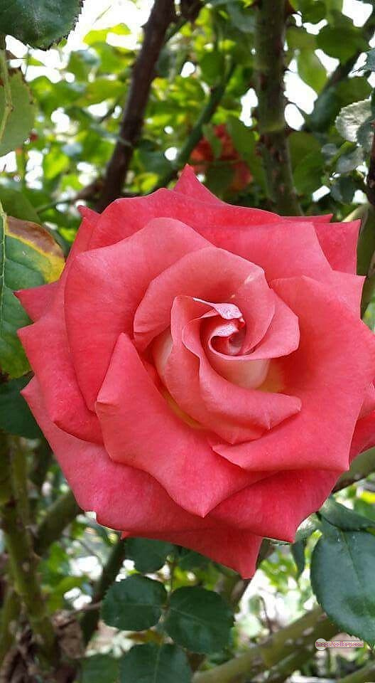 3300+ Beautiful Rose Flowers Image | Rose Flower HD Pic Download | 2478 flowers and roses -(56)