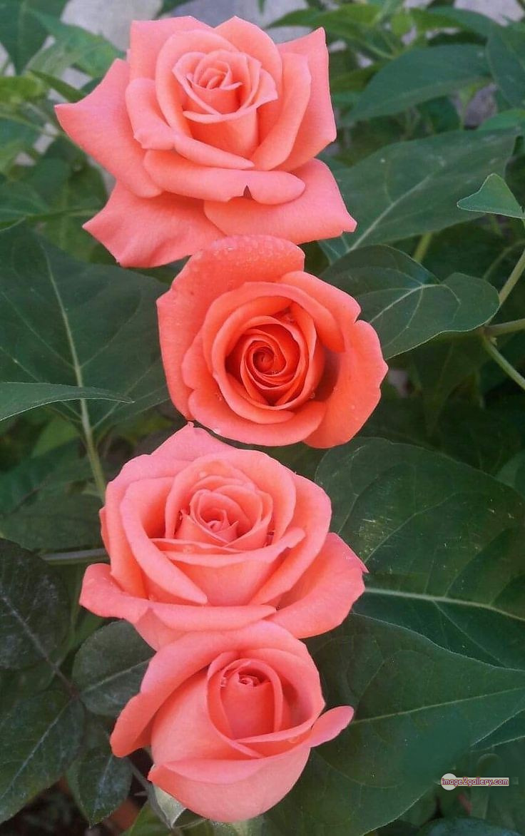 3300+ Beautiful Rose Flowers Image | Rose Flower HD Pic Download | 2479 flowers and roses -(57)