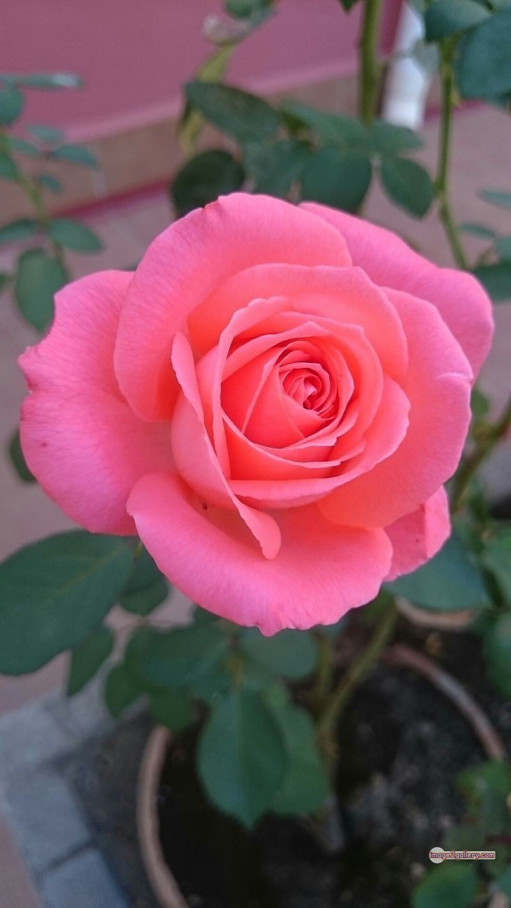 3300+ Beautiful Rose Flowers Image | Rose Flower HD Pic Download | 2475 flowers and roses -(58)