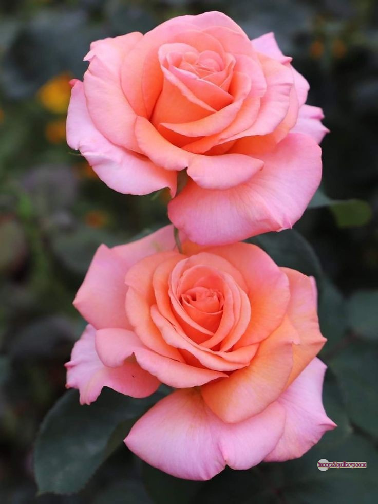 3300+ Beautiful Rose Flowers Image | Rose Flower HD Pic Download | 2486 flowers and roses -(59)