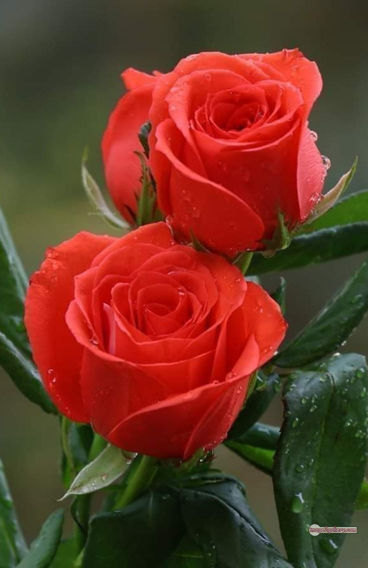 3300+ Beautiful Rose Flowers Image | Rose Flower HD Pic Download | 2481 flowers and roses -(60)