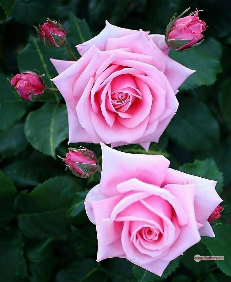 3300+ Beautiful Rose Flowers Image | Rose Flower HD Pic Download | 1532 flowers and roses -(61)