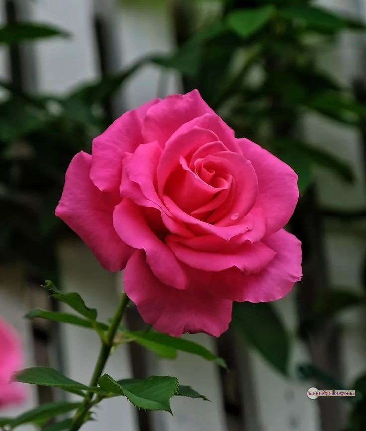 3300+ Beautiful Rose Flowers Image | Rose Flower HD Pic Download | 2482 flowers and roses -(62)