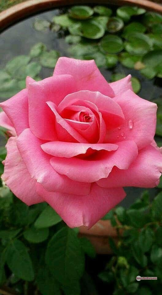 3300+ Beautiful Rose Flowers Image | Rose Flower HD Pic Download | 2480 flowers and roses -(63)