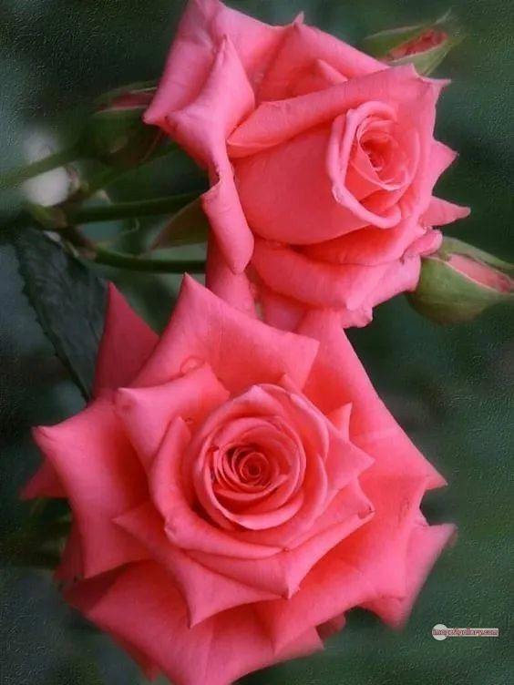 3300+ Beautiful Rose Flowers Image | Rose Flower HD Pic Download | 2487 flowers and roses -(64)