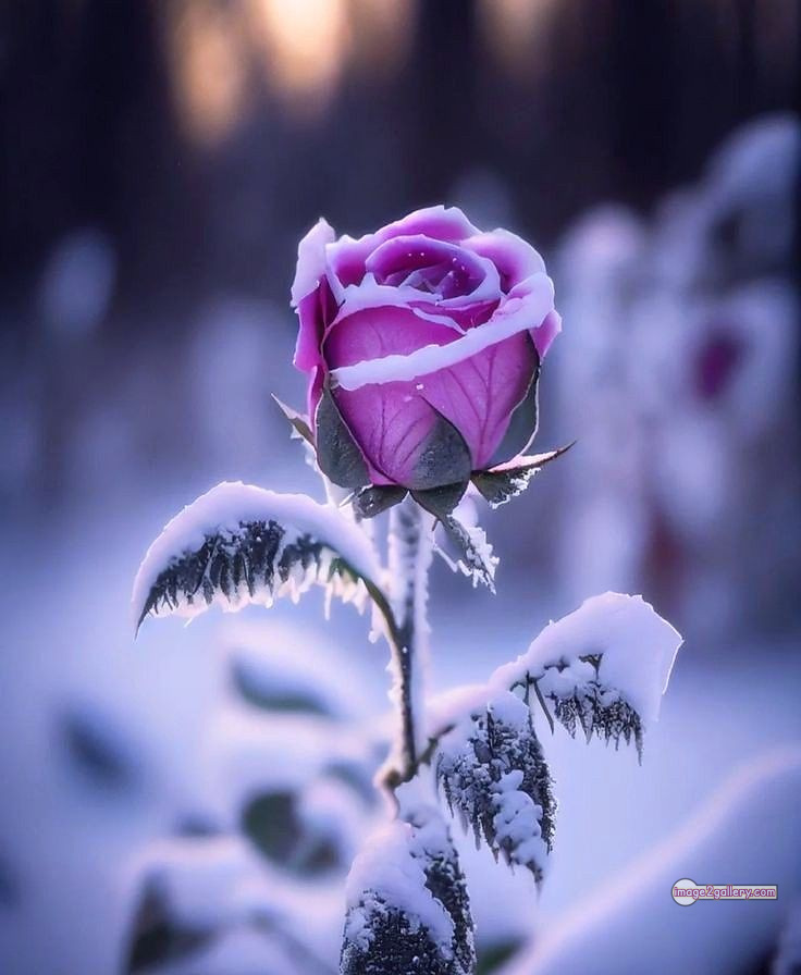 3300+ Beautiful Rose Flowers Image | Rose Flower HD Pic Download | 1617 flowers and roses -(8)