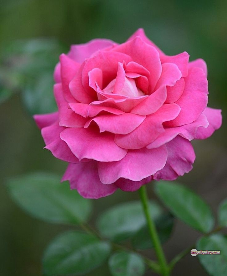 3300+ Beautiful Rose Flowers Image | Rose Flower HD Pic Download | 2317 flowers pink roses -