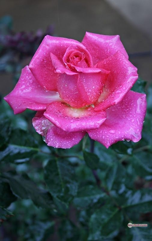 3300+ Beautiful Rose Flowers Image | Rose Flower HD Pic Download | 2348 flowers pink roses -(1)