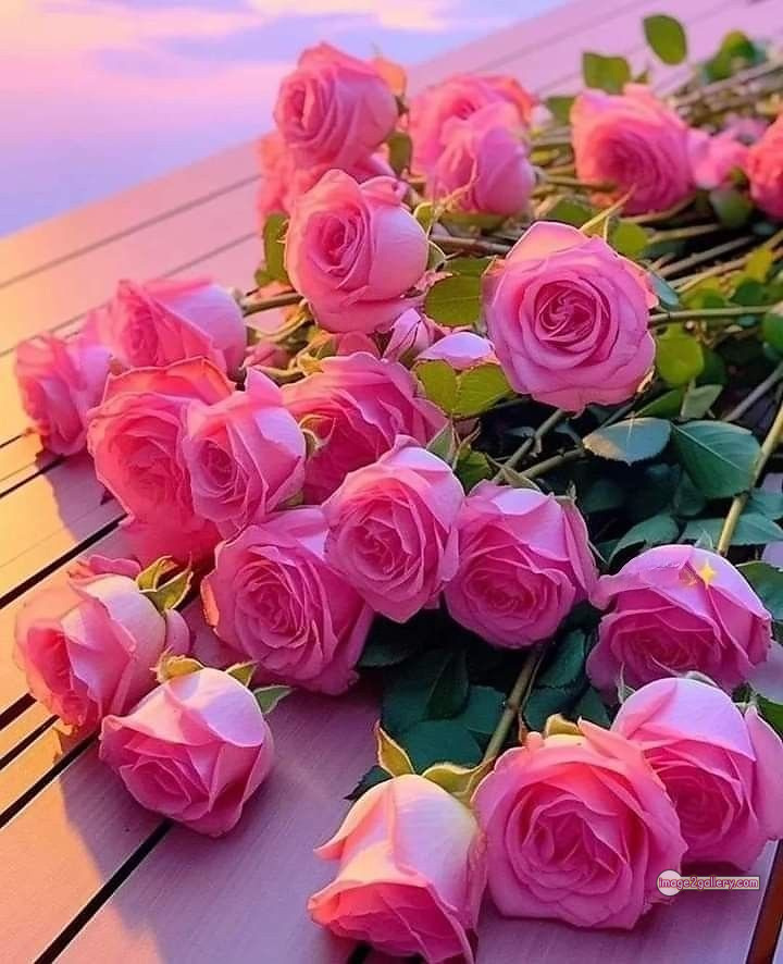 3300+ Beautiful Rose Flowers Image | Rose Flower HD Pic Download | 2551 flowers pink roses -(10)