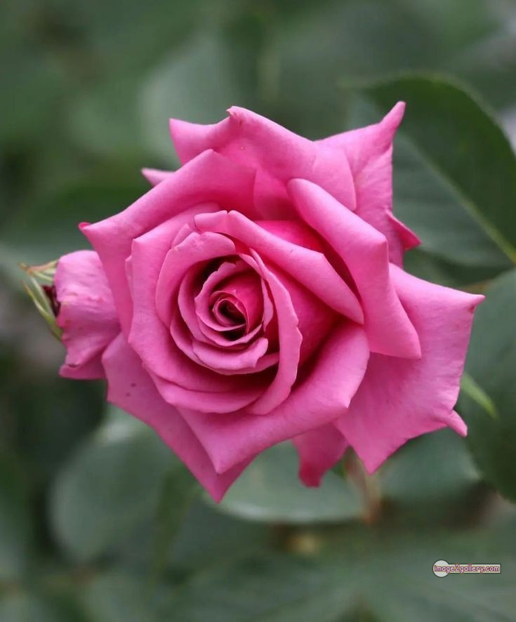 3300+ Beautiful Rose Flowers Image | Rose Flower HD Pic Download | 2627 flowers pink roses -(11)