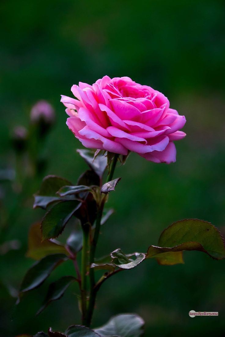 3300+ Beautiful Rose Flowers Image | Rose Flower HD Pic Download | 2553 flowers pink roses -(13)