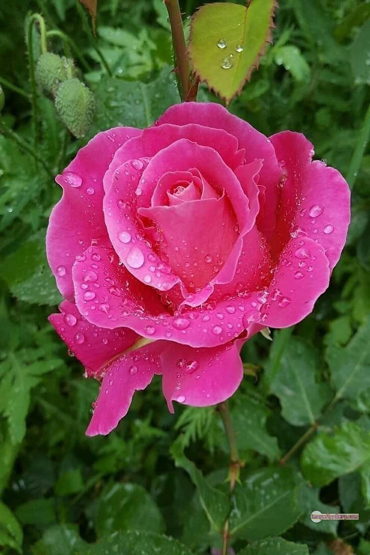 3300+ Beautiful Rose Flowers Image | Rose Flower HD Pic Download | 2552 flowers pink roses -(14)