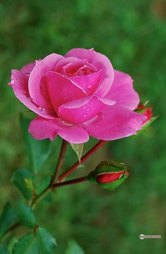 3300+ Beautiful Rose Flowers Image | Rose Flower HD Pic Download | 488 flowers pink roses -(15)