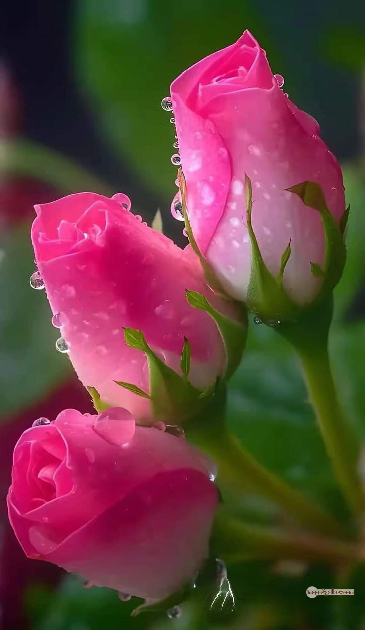 3300+ Beautiful Rose Flowers Image | Rose Flower HD Pic Download | 2663 flowers pink roses -(16)