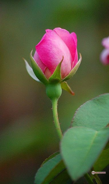 3300+ Beautiful Rose Flowers Image | Rose Flower HD Pic Download | 2550 flowers pink roses -(17)