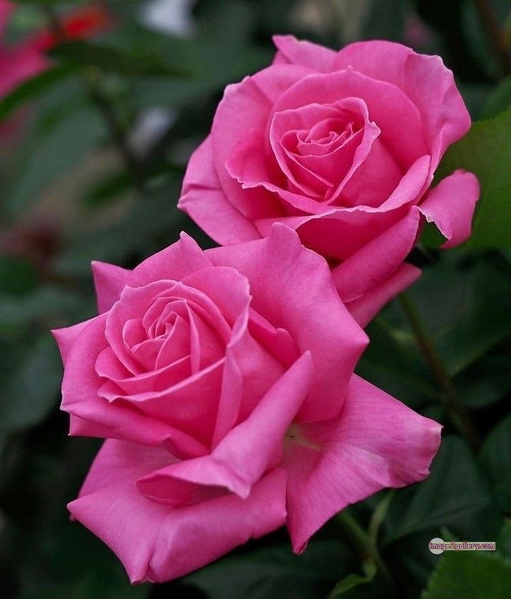 3300+ Beautiful Rose Flowers Image | Rose Flower HD Pic Download | 2625 flowers pink roses -(19)