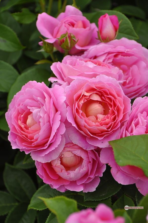 3300+ Beautiful Rose Flowers Image | Rose Flower HD Pic Download | 2349 flowers pink roses -(2)