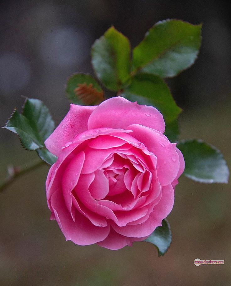3300+ Beautiful Rose Flowers Image | Rose Flower HD Pic Download | 1227 flowers pink roses -(20)