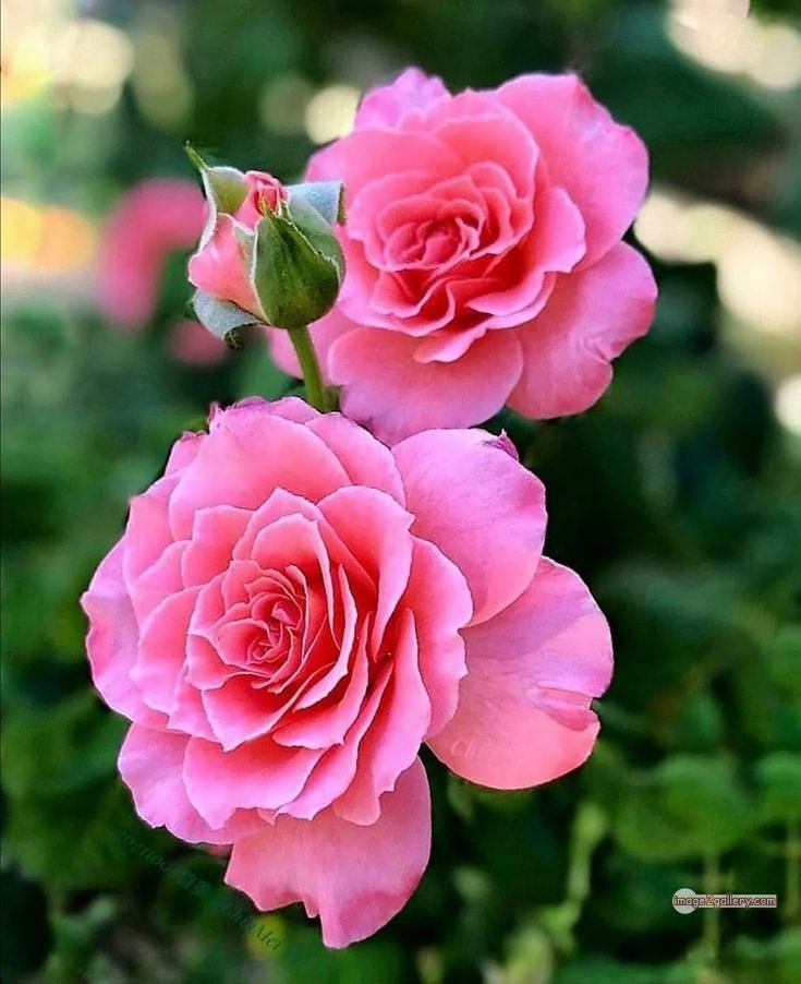 3300+ Beautiful Rose Flowers Image | Rose Flower HD Pic Download | 2664 flowers pink roses -(3)