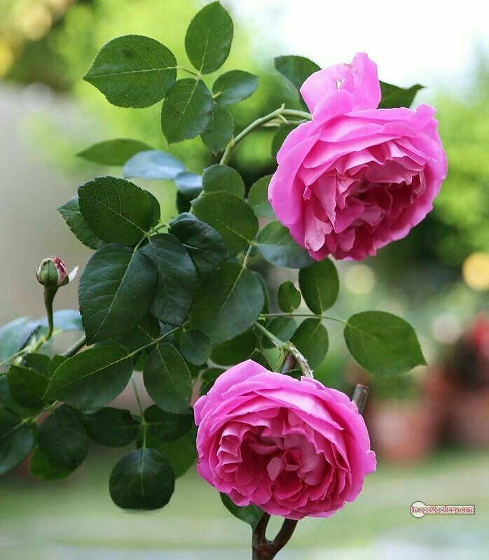3300+ Beautiful Rose Flowers Image | Rose Flower HD Pic Download | 2319 flowers pink roses -(4)