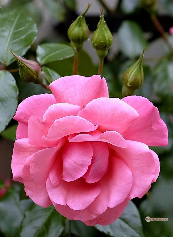 3300+ Beautiful Rose Flowers Image | Rose Flower HD Pic Download | 2318 flowers pink roses -(5)