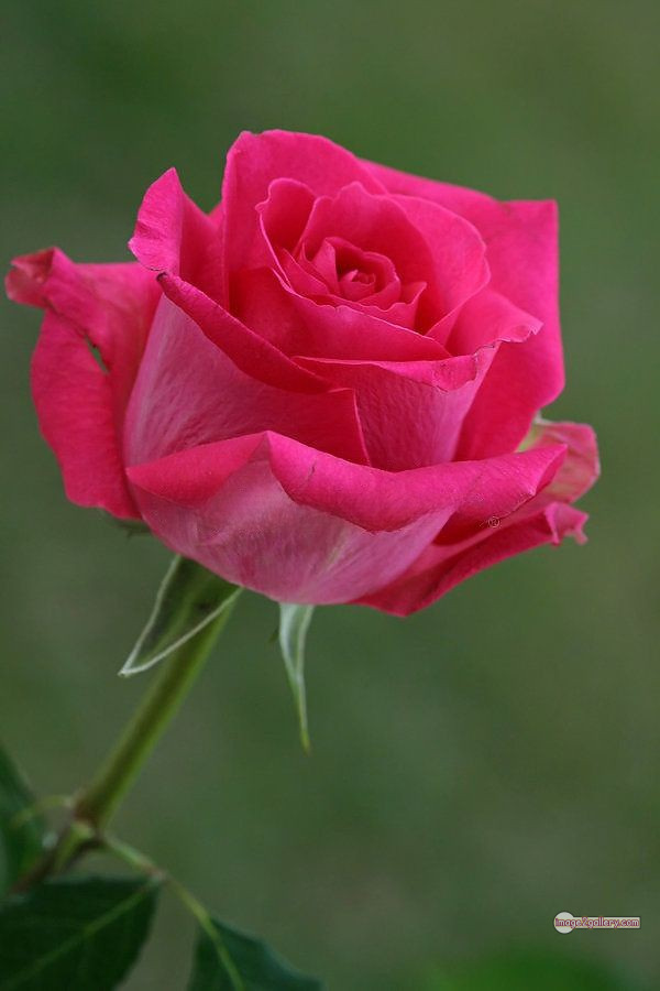 3300+ Beautiful Rose Flowers Image | Rose Flower HD Pic Download | 2316 flowers pink roses -(6)