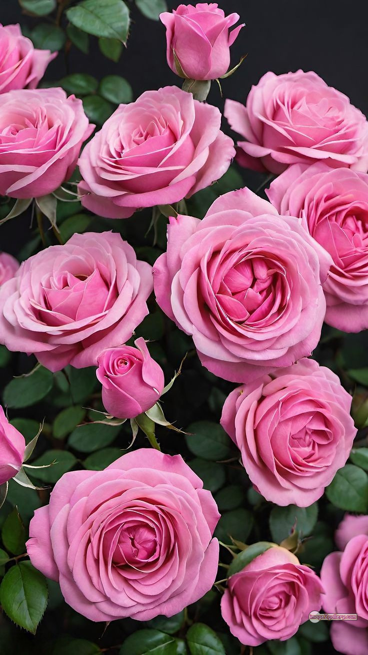 3300+ Beautiful Rose Flowers Image | Rose Flower HD Pic Download | 2315 flowers pink roses -(7)