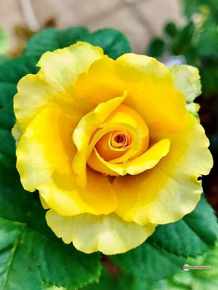 3300+ Beautiful Rose Flowers Image | Rose Flower HD Pic Download | 2766 flowers yellow roses -