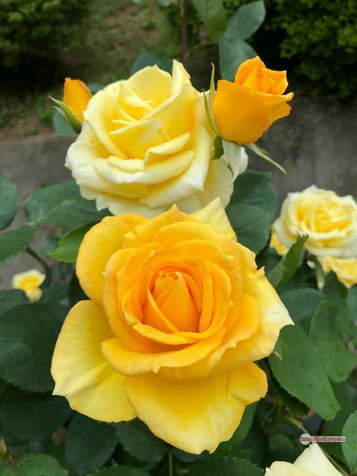 3300+ Beautiful Rose Flowers Image | Rose Flower HD Pic Download | 1590 flowers yellow roses -(1)