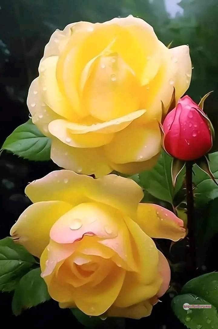 3300+ Beautiful Rose Flowers Image | Rose Flower HD Pic Download | 1643 flowers yellow roses -(10)