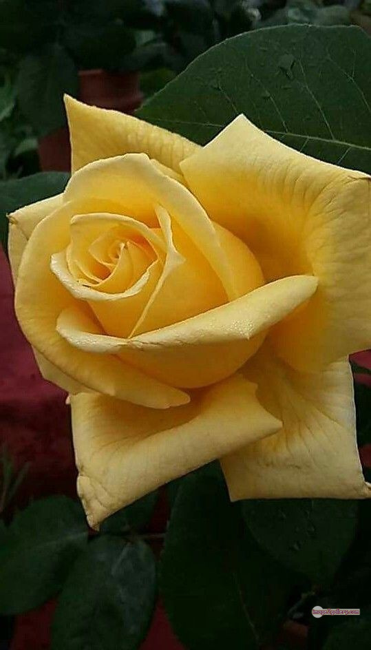 3300+ Beautiful Rose Flowers Image | Rose Flower HD Pic Download | 1754 flowers yellow roses -(12)